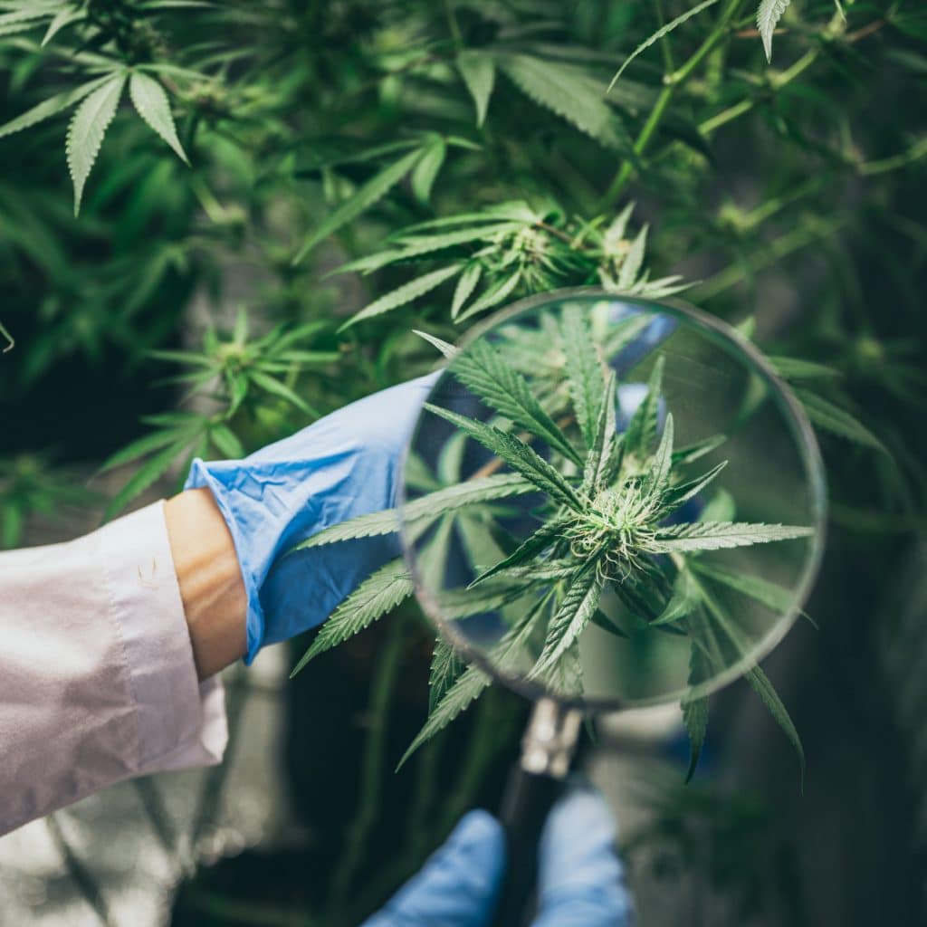 Comment trouver du CBD de qualité pour votre santé ?